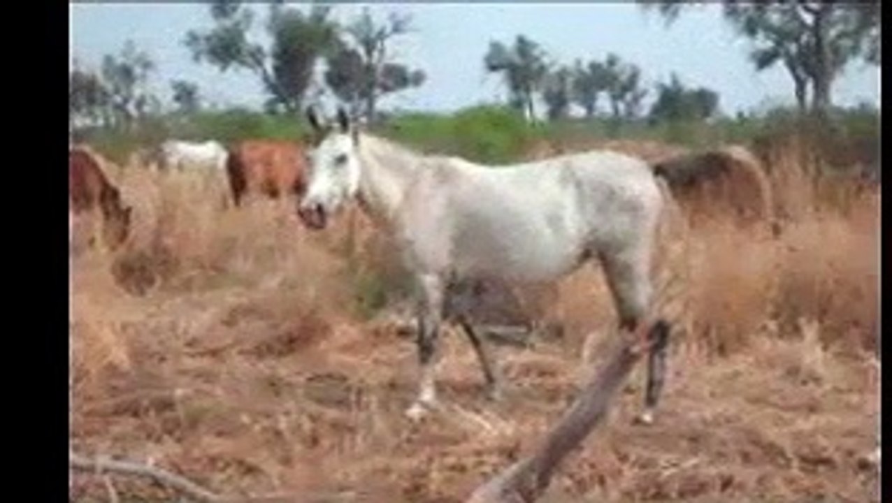 Caballos arabes Chaco.wmv