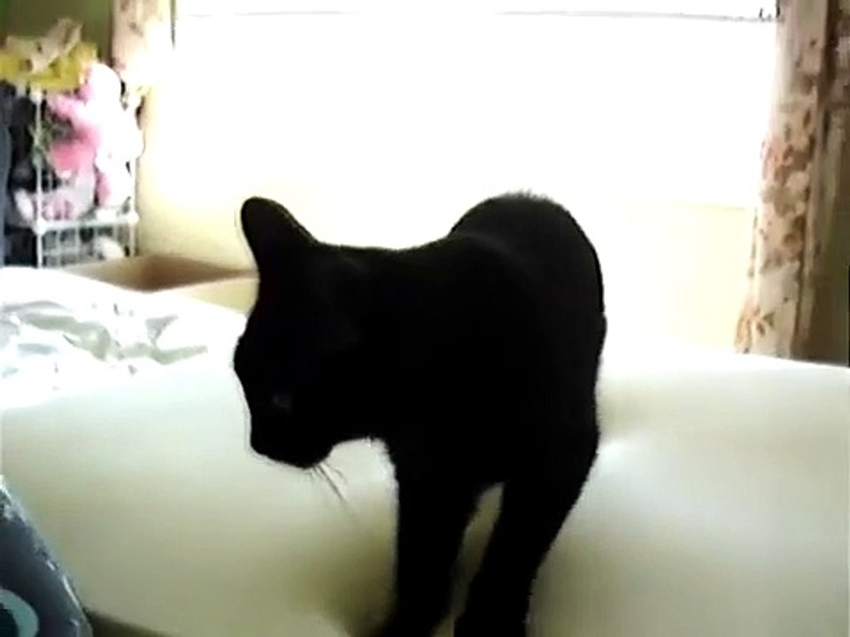 My Kitty Isis Cat-Dancing On Memory Foam