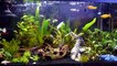 Albino Panzerwels in seinem neuen 54l Aquarium