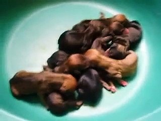 CAMADA DE 8 PERROS SALCHICHAS.AVI