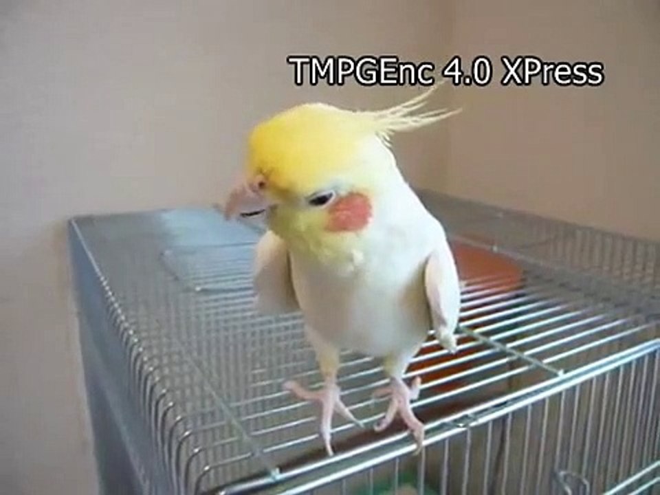 Cockatiel sings Theme of Chocobo(Final Fantasy)　FF「チョコボのテーマ」をオカメインコが歌ってみた