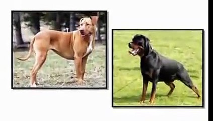 DOGS 101 - THE AKITA