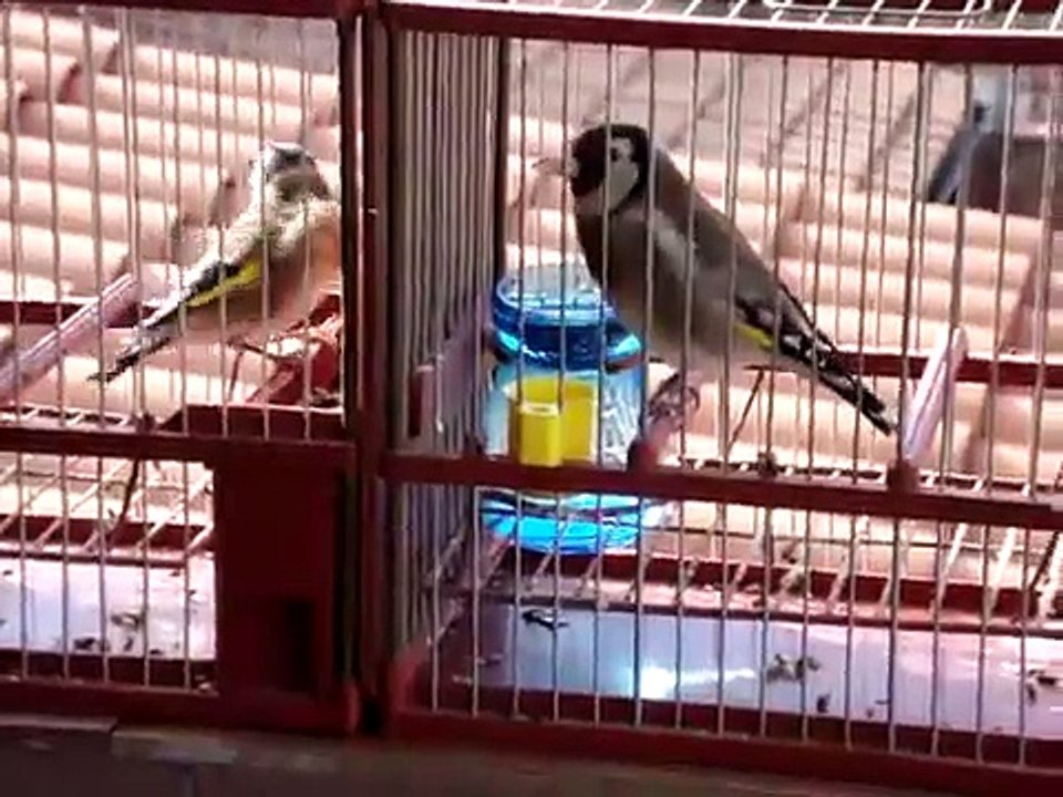 jilgueros cantando (colorines)