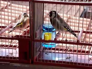 jilgueros cantando (colorines)