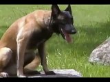 Off-Leash K9 Indianapolis Dog Training Belgian Malinois