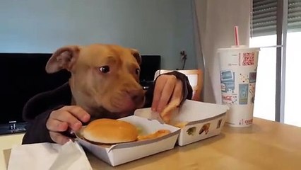 Perro comiendo con las manos