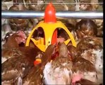 SKA Lyra - Mangeoire pour poulets de chair, dindons, canards, pintades, poules pondeuses, coqs