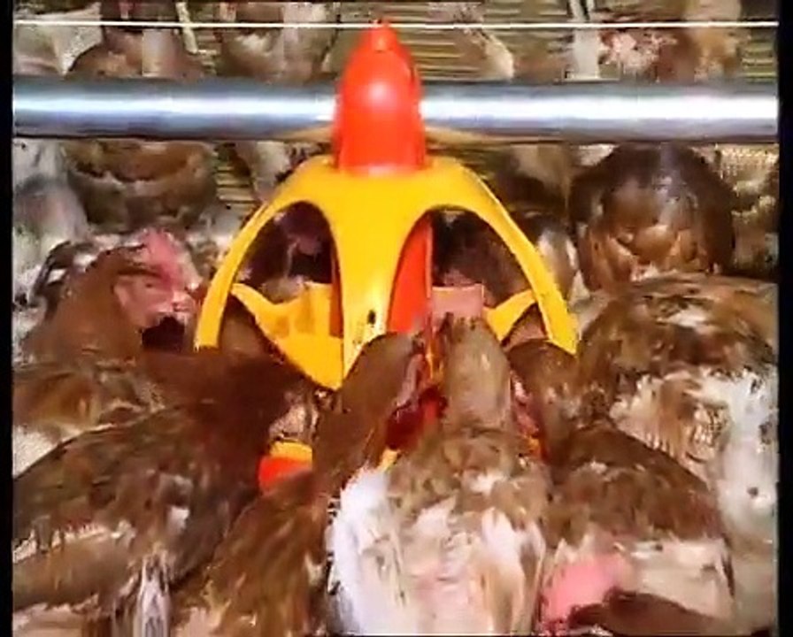 SKA Lyra - Mangeoire pour poulets de chair, dindons, canards, pintades, poules pondeuses, coqs