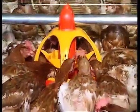 SKA Lyra - Mangeoire pour poulets de chair, dindons, canards, pintades, poules pondeuses, coqs