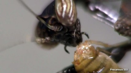 Acromantis japonica L2 - eat & booty shake