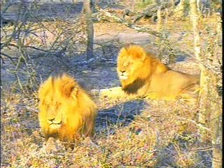 Djuma WildEarth Cam, Two Male Lions
