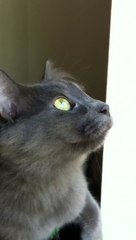 Cute Nebelung cat talking to birds