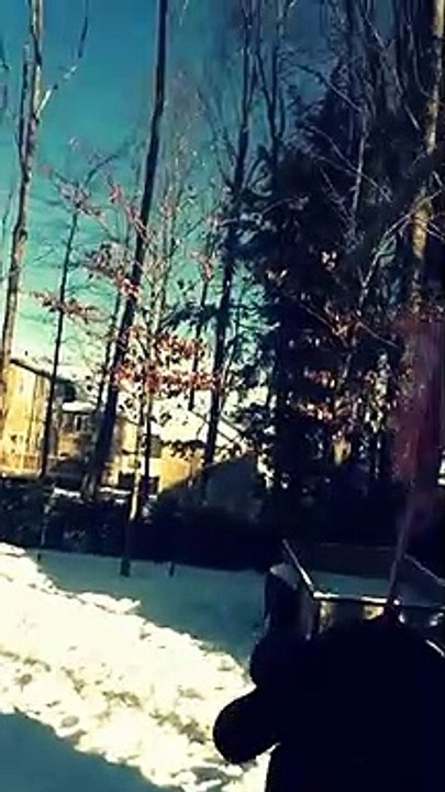 Funny Dogs