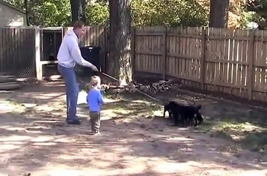 German Rottweiler Breeders Schutzhund Puppies @ 8 Wks Old! German ADRK Pink Papered Parents