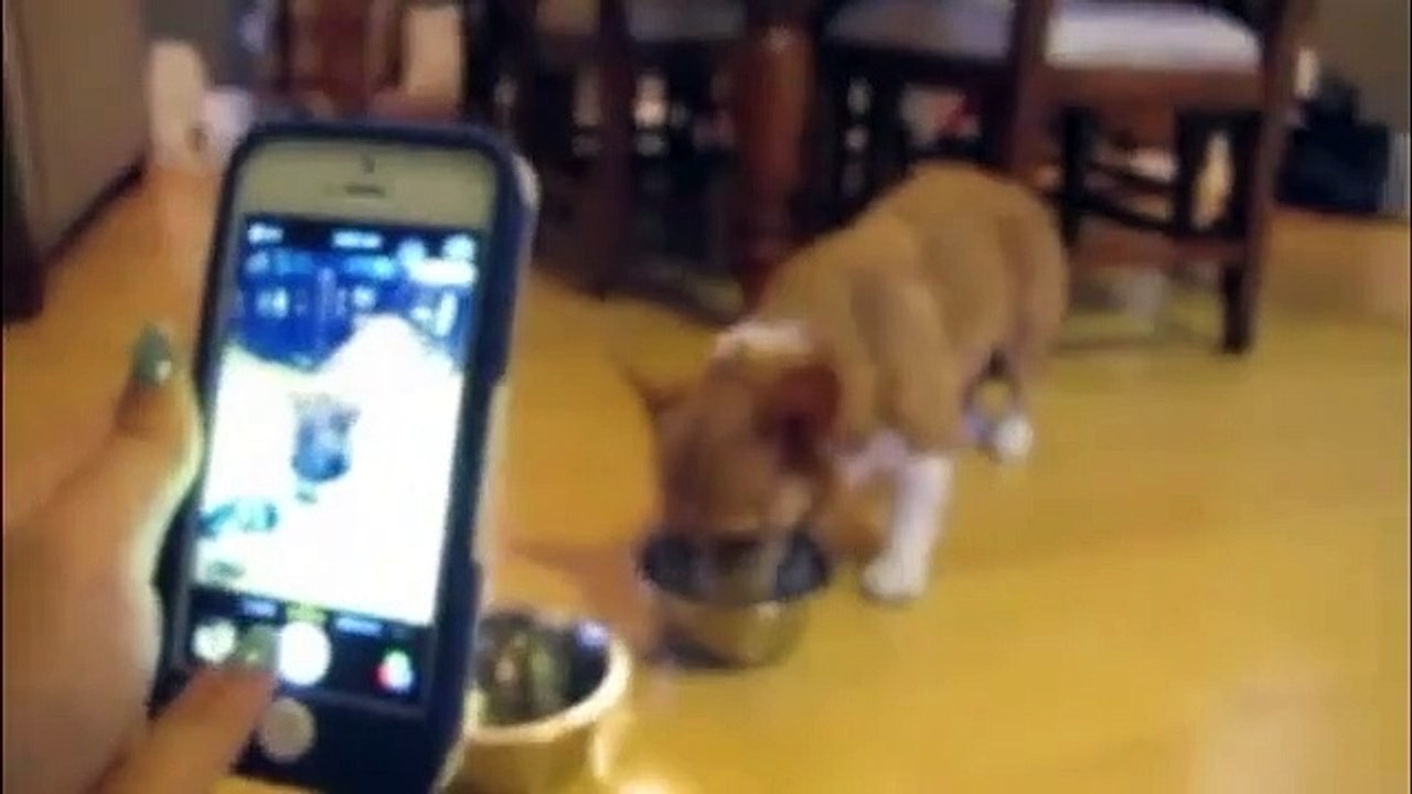 Lucky (Britney Spears Parody) - Corgi Music Video