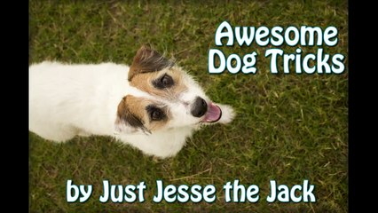 Just Jesse the Jack's Awesome Dog Tricks