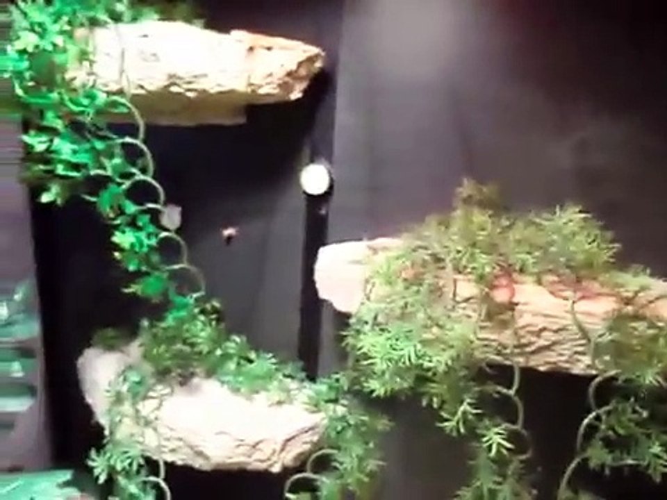 New Colombian Red Tail Boa Constrictor