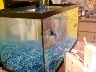 pelea d veta dominicano