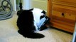 REAL CAT VERSUS FAKE MOUSE - WHO WINS - FUNNY IPAD TRICK WITH OUR FURRY FRIEND LOTS OF LAUGHS