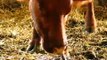 Newborn calf Cow eating placenta