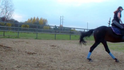 IZBORSK Orlov-Rostopchin (Russian Riding Horse) stallion