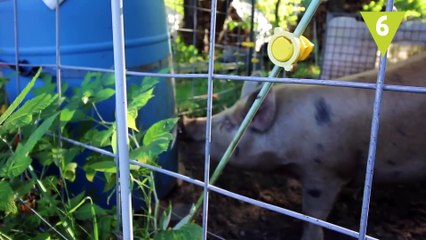 Animales que te salvan la vida y… ¡no lo sabes!