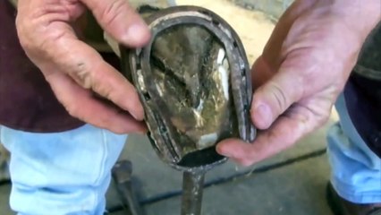 Donkey hoof restoration from White Line Disease