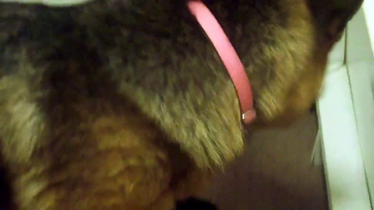 Highlander German Shepherds  K  Litter (Bella Apache puppies) born 09 13 11