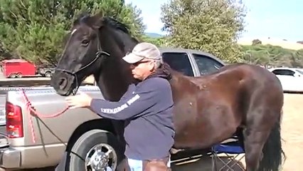 Proper fit of a Horse rope halter and cowboy halter - Rick Gore Horsemanship