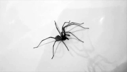 Real Spider Walk Cycle Studio B W