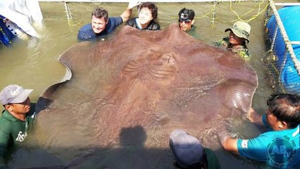 Worlds Largest Earthworm! 5 Weird Animal Facts  AnimalBytesTV