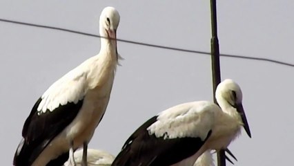 птенцы аиста ( Panasonic HC-V10,  maximum zoom )