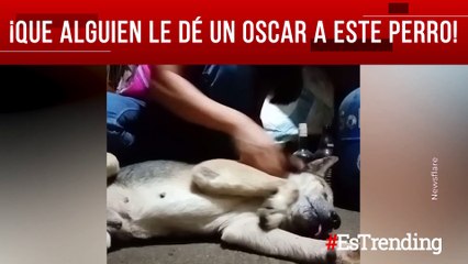 Este perrito lleva el truco de hacerse el muerto a otro nivel
