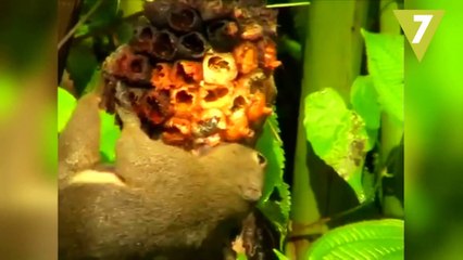 10 ANIMALES que se DROGAN