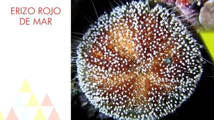 10 animales que vivirán más que tú