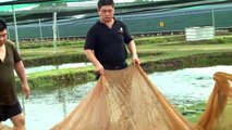 Crossback Arowana Farm Bukit Merah