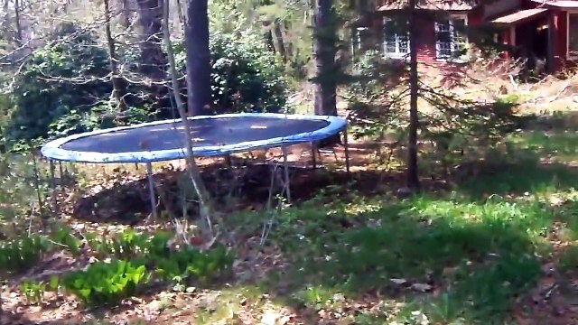 WILD ANIMALS OF WESTERN MA~ THE BERKSHIRES~PORCUPINE