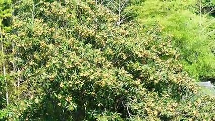 Japanese Persimmons