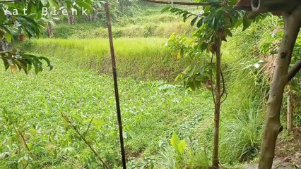 Routines in the countryside & the soothing sound of rain