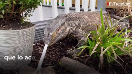 Rex, el enorme lagarto que vive con una familia como si fuera una mascota
