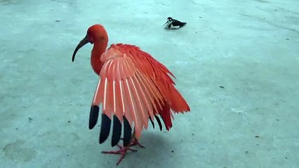 Scarlet　Ibis