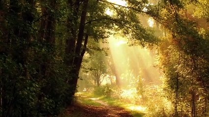 Golden morning in forest beautiful nature relaxing view with meditation music