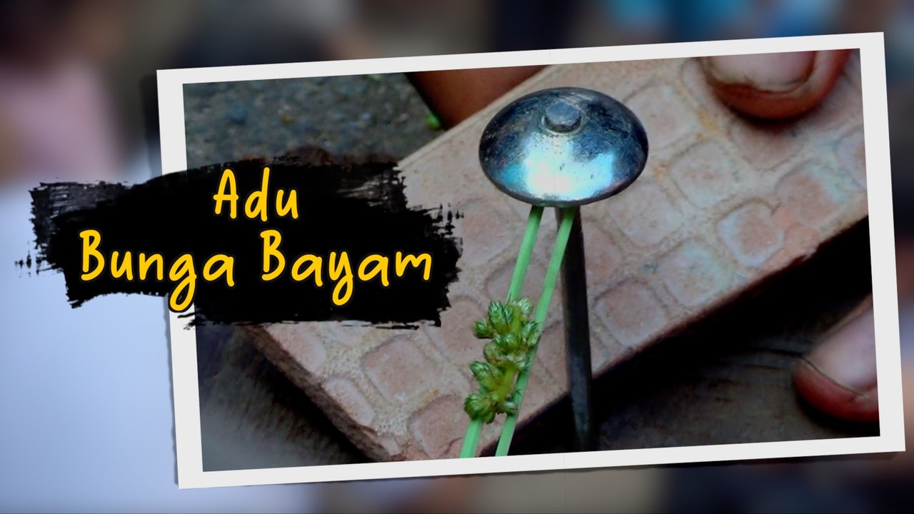 Indonesia Tempo Dulu: Permainan Tradisional Adu Bunga Bayam