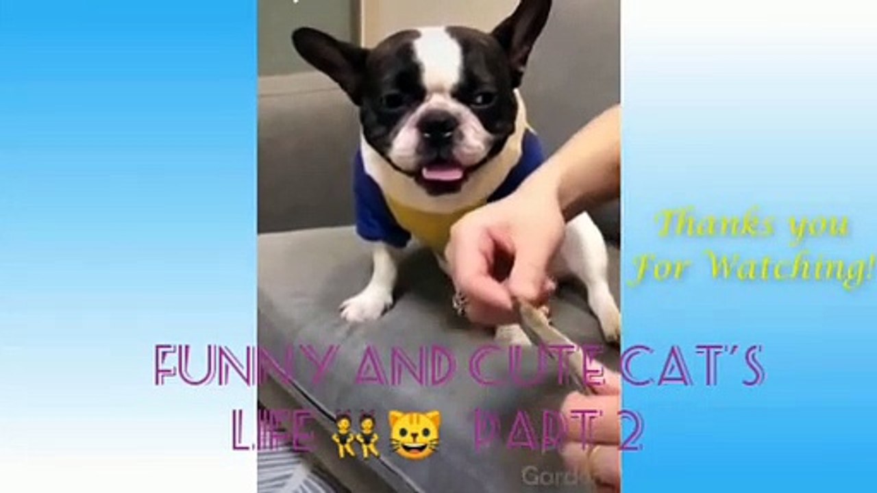 Funny and Cute Cat's Life  Cats and Owners are the best friends Videos
