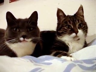 A very strange dialogue between two cats and then they agree
