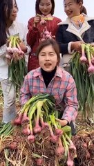 People's life, eating fruit, beautiful fruit garden (Fruit, vegetable garden).#99