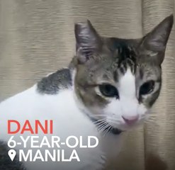Meet Dani, the fried chicken-loving kitty