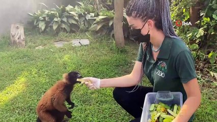 Yavrularını sırtında taşıyan bu nesil tehlike altında
