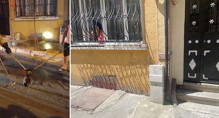 İstanbul’un göbeğinde yılan paniği! ‘Çok korkuyoruz’