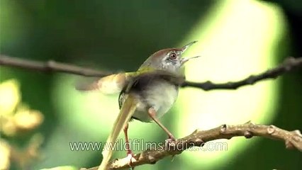 Tailor Bird or Darzi chiriya vocalizes during nesting